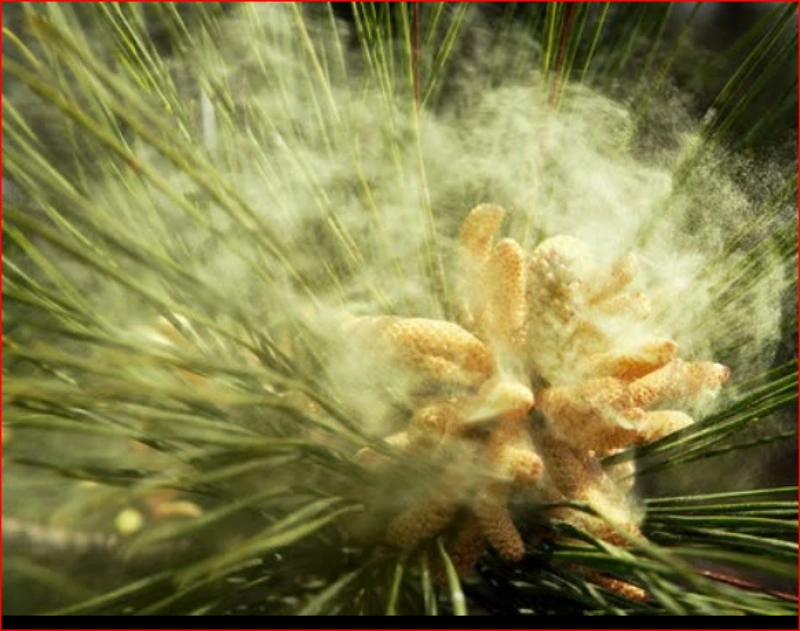 Ponderosa pine cone releasing a cloud of yellow pollen